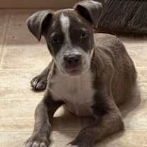 Thumbnail photo of Toby LW #1