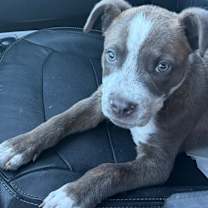 Thumbnail photo of Toby LW #2