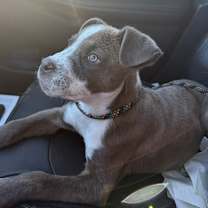 Thumbnail photo of Toby LW #3