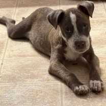 Thumbnail photo of Toby LW #4