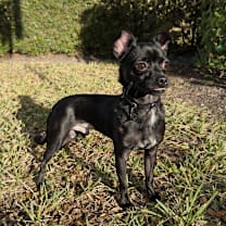 Thumbnail photo of Pepsi #1