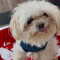 Thumbnail photo of Peanut #1