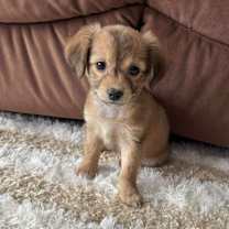 Thumbnail photo of Cupid #1