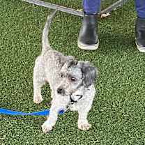 Thumbnail photo of Reggie #3