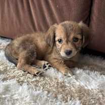 Thumbnail photo of Cupid #2