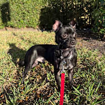 Thumbnail photo of Pepsi #4