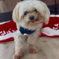 Thumbnail photo of Peanut #2