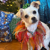 Thumbnail photo of Starbuck #1