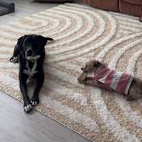 Thumbnail photo of Cupid #3