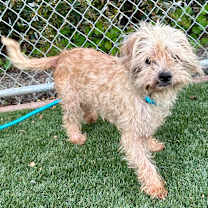 Thumbnail photo of Tarzan #2