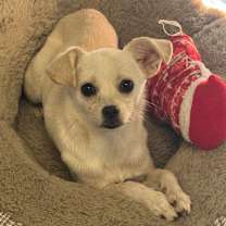 Thumbnail photo of Starbuck #3