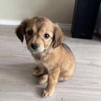 Thumbnail photo of Cupid #4