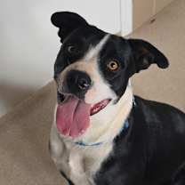 Thumbnail photo of Violet #4