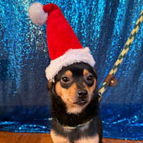 Thumbnail photo of Bingo #1