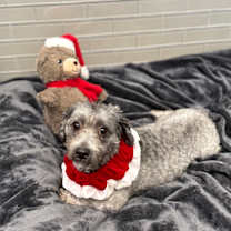 Thumbnail photo of Reggie #4