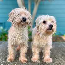 Thumbnail photo of Tarzan #3