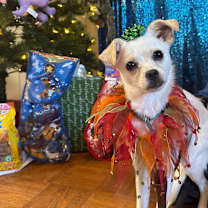 Thumbnail photo of Starbuck #4