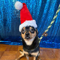 Thumbnail photo of Bingo #4