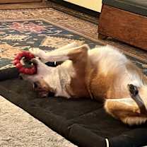 Thumbnail photo of Linus #2