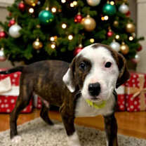 Thumbnail photo of Ebenezer Scrooge #3