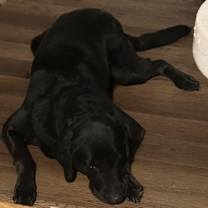 Thumbnail photo of Nash #1