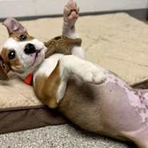 Thumbnail photo of Bob Cratchit #3