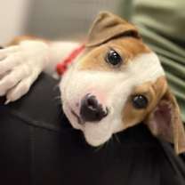 Thumbnail photo of Bob Cratchit #4