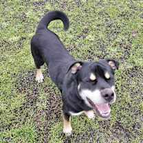 Thumbnail photo of Mushu Russell #1