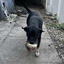 Thumbnail photo of Mitch #3