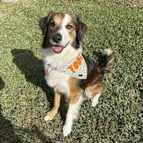 Thumbnail photo of Toby #1