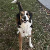 Thumbnail photo of Toby #2