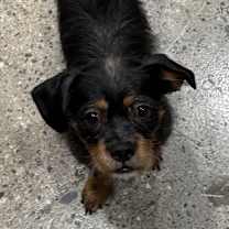 Thumbnail photo of Davy Crockett #3