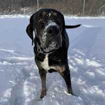 Thumbnail photo of Dutch #1