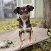 Thumbnail photo of Dopey #1