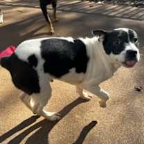 Thumbnail photo of Potter #3