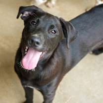 Thumbnail photo of Dexter #3