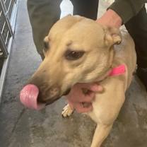 Thumbnail photo of Mamba #1