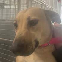 Thumbnail photo of Mamba #2