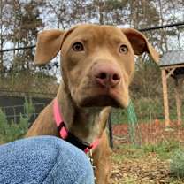 Thumbnail photo of Goodall #1