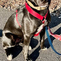 Thumbnail photo of Lennox #3