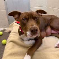 Thumbnail photo of Pepita #1