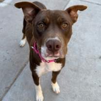 Thumbnail photo of Pepita #3