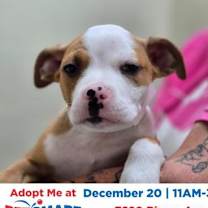 Thumbnail photo of 89485a Ralphie #1