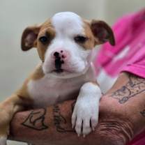 Thumbnail photo of 89485a Ralphie #2