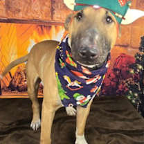 Thumbnail photo of Marzipan Sugarspice #3