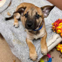 Thumbnail photo of Charlie #1