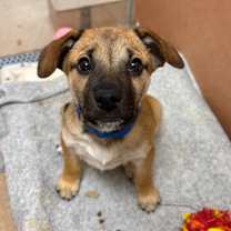 Thumbnail photo of Charlie #3