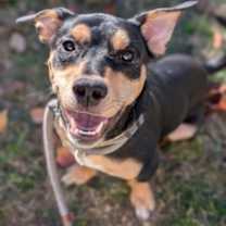 Thumbnail photo of Dawson #1