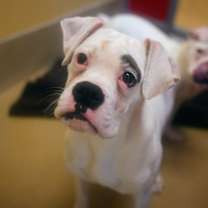 Thumbnail photo of Frosting #1