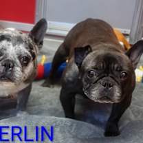 Thumbnail photo of Merlin #1